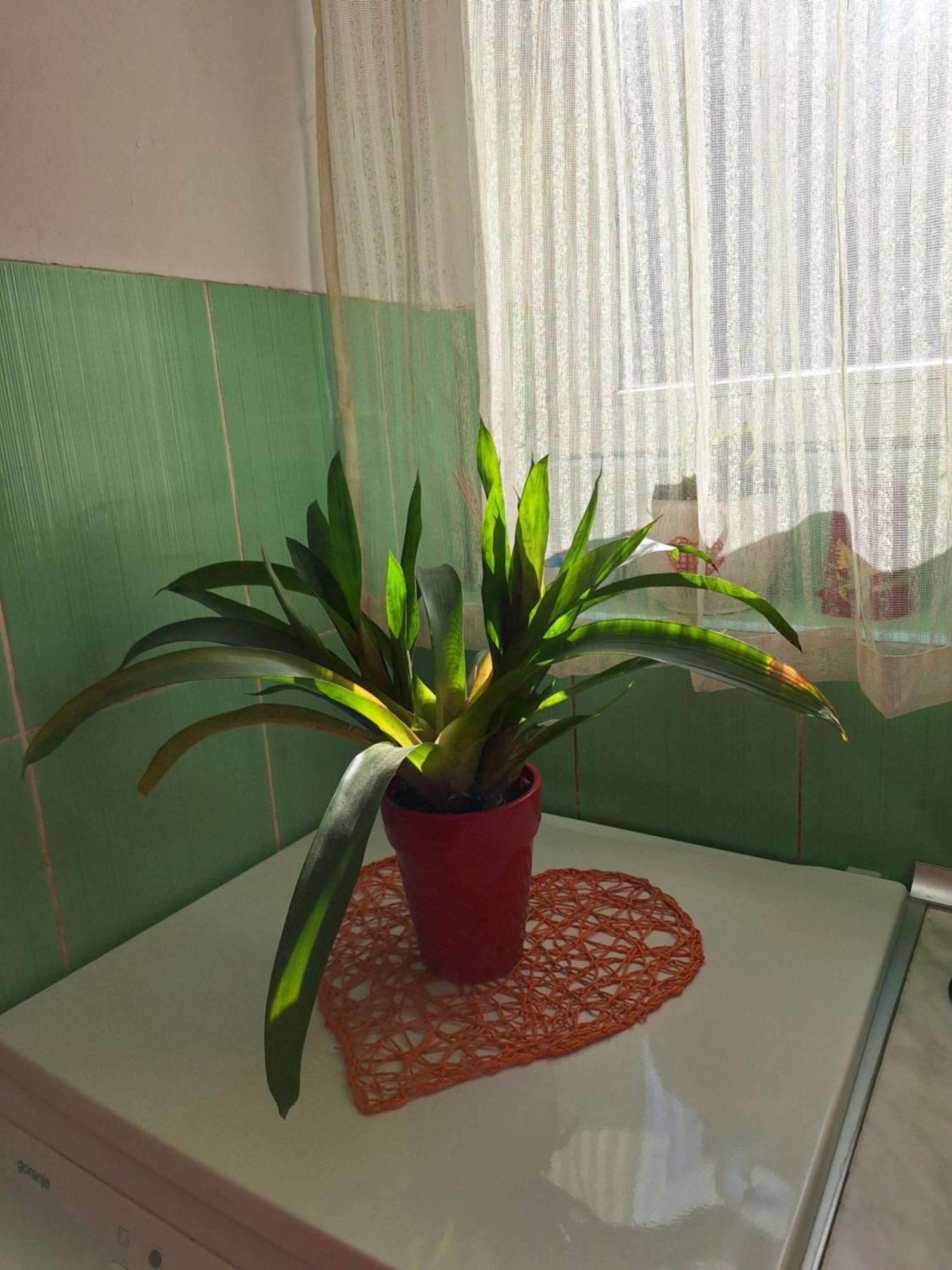 Apartman Maja Apartment Belgrade Exterior photo